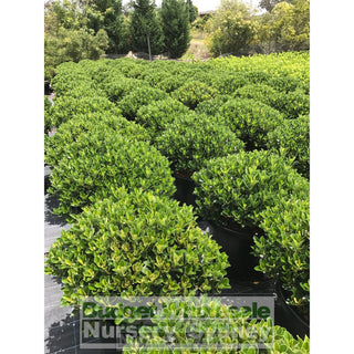 Rhaphiolepis Oriental Pearl Xxxlarge 500Mm Pot - 75L Plants