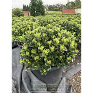 Rhaphiolepis Oriental Pearl Xxxlarge 500Mm Pot - 75L Plants