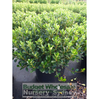 Rhaphiolepis Oriental Pearl Xxxlarge 500Mm Pot - 75L Plants
