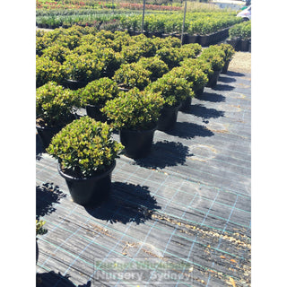 Rhaphiolepis Oriental Pearl Xxxlarge 500Mm Pot - 75L Plants