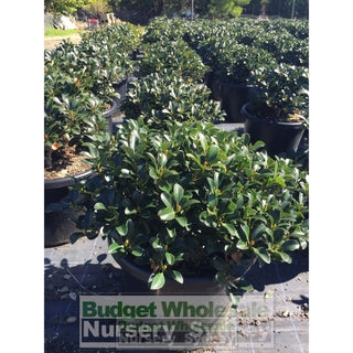 Rhaphiolepis Oriental Pearl Xxxlarge 500Mm Pot - 75L Plants