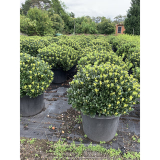Rhaphiolepis Oriental Pearl Xxxlarge 500Mm Pot - 75L Plants