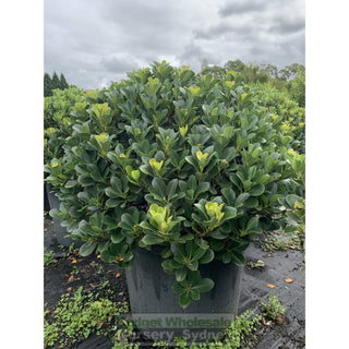 Rhaphiolepis Oriental Pearl Xxxlarge 500Mm Pot - 75L Plants