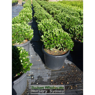 Rhaphiolepis Oriental Pearl Xxxlarge 500Mm Pot - 75L Plants