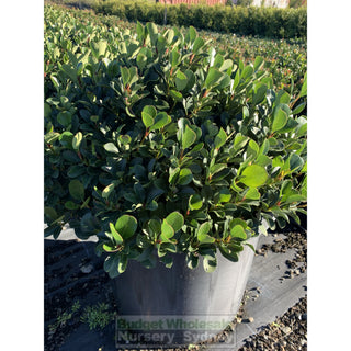 Rhaphiolepis Oriental Pearl Xxxlarge 500Mm Pot - 75L Plants