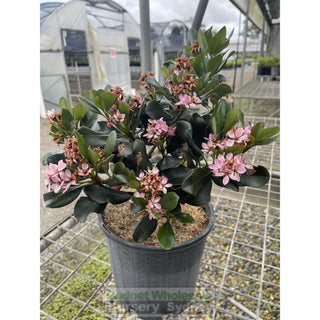 Rhaphiolepis Oriental Pink 200Mm Pot Plants