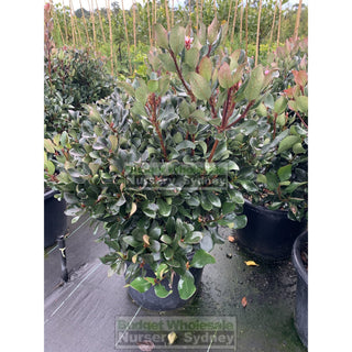 Rhaphiolepis Oriental Pink Xlarge 400Mm Pot Plants