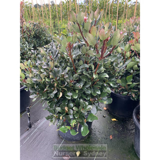 Rhaphiolepis Oriental Pink Xlarge 400Mm Pot Plants