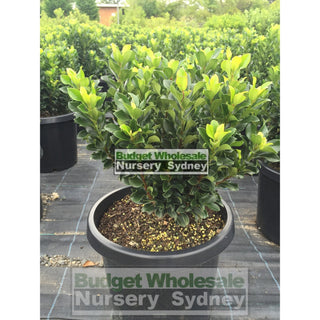 Rhaphiolepis Snow Maiden 200Mm Pot Plants