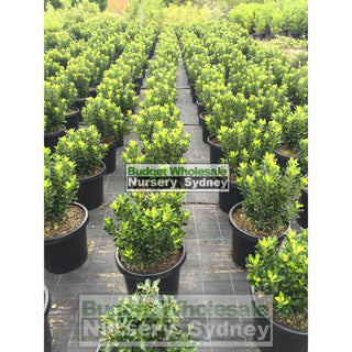 Rhaphiolepis Snow Maiden 200Mm Pot Plants