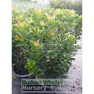 Rhaphiolepis Snow Maiden 200Mm Pot Plants