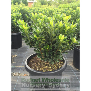 Rhaphiolepis Snow Maiden 200Mm Pot Plants