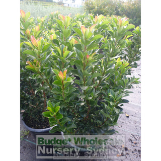 Rhaphiolepis Snow Maiden 200Mm Pot Plants