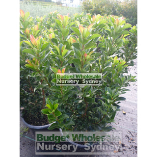 Rhaphiolepis Snow Maiden 200Mm Pot Plants