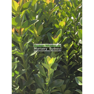 Rhaphiolepis Snow Maiden 200Mm Pot Plants