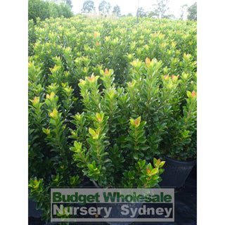 Rhaphiolepis Snow Maiden Large 300Mm Pot Plants