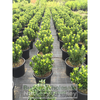 Rhaphiolepis Snow Maiden Large 300Mm Pot Plants