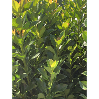 Rhaphiolepis Snow Maiden Large 300Mm Pot Plants