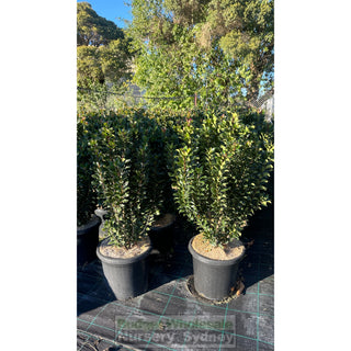 Rhaphiolepis Snow Maiden Large 300Mm Pot Plants