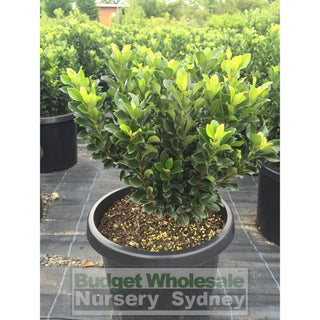 Rhaphiolepis Snow Maiden Large 300Mm Pot Plants