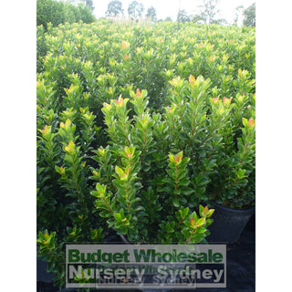 Rhaphiolepis Snow Maiden Large 300Mm Pot Plants