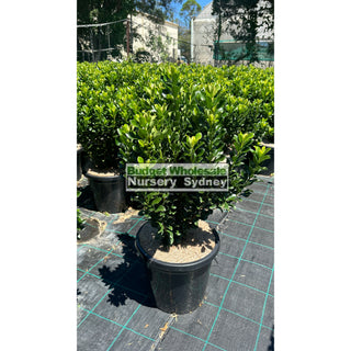 Rhaphiolepis Snow Maiden Large 300Mm Pot Plants