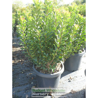 Rhaphiolepis Snow Maiden Large 300Mm Pot Plants