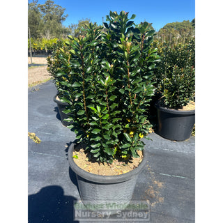 Rhaphiolepis Snow Maiden XLarge 400mm Pot Plants