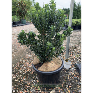 Rhaphiolepis Snow Maiden Xlarge 400Mm Pot Plants