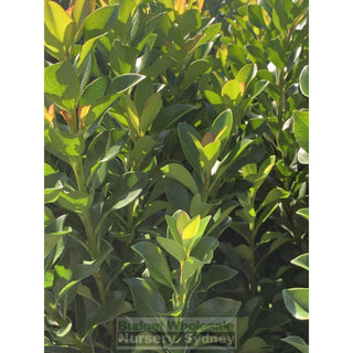 Rhaphiolepis Snow Maiden Xlarge 400Mm Pot Plants