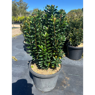 Rhaphiolepis Snow Maiden XLarge 400mm Pot Plants
