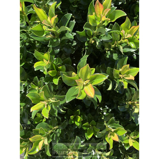 Rhaphiolepis Snow Maiden Xlarge 400Mm Pot Plants