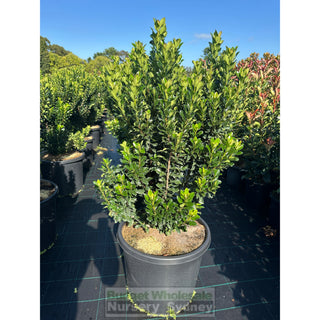Rhaphiolepis Snow Maiden Xxlarge 500Mm Pot Plants