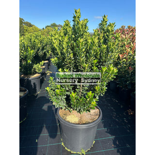 Rhaphiolepis Snow Maiden Xxlarge 500Mm Pot Plants