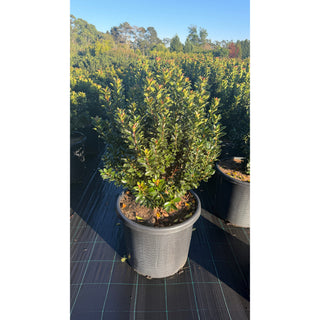 Rhaphiolepis Snow Maiden XXLarge 500mm Pot - Plants