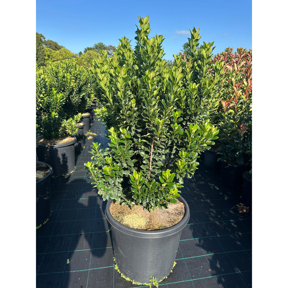Advanced Snow Maiden Hedge Plants