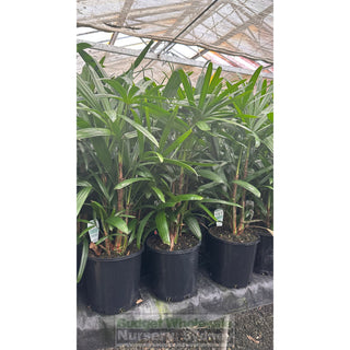 Rhapis Palm 200Mm Pot Excelsa Default Type