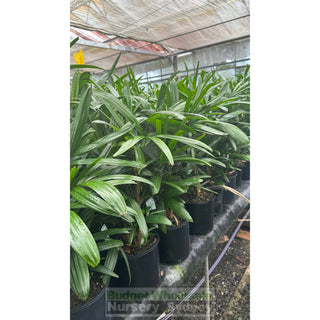 Rhapis Palm 200Mm Pot Excelsa Default Type