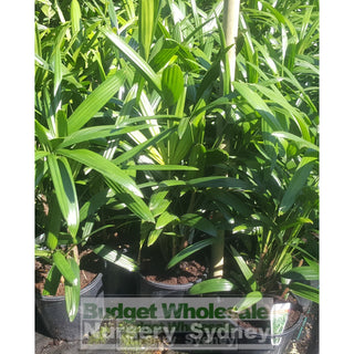 Rhapis Palm 200Mm Pot Excelsa Default Type