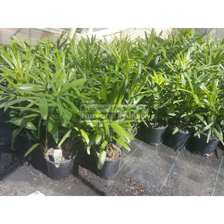 Rhapis Palm 200Mm Pot Excelsa Default Type