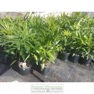 Rhapis Palm 200Mm Pot Excelsa Default Type