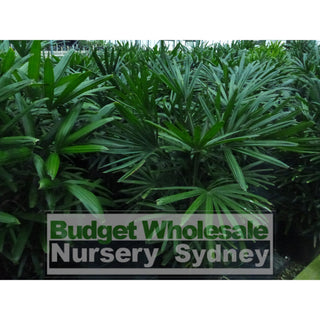 Rhapis Palm Xlarge 400Mm Pot Excelsa Default Type