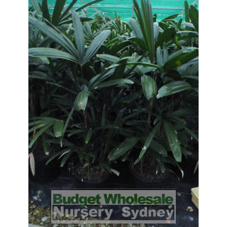Rhapis Palm Xlarge 400Mm Pot Excelsa Default Type