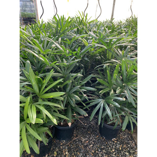 Rhapis Palm Xlarge 400Mm Pot Excelsa Default Type
