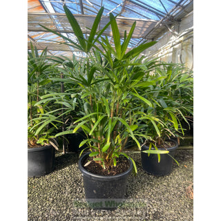 Rhapis Palm Xlarge 400Mm Pot Excelsa Default Type