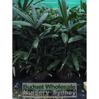 Rhapis Palm Xlarge 400Mm Pot Excelsa Default Type