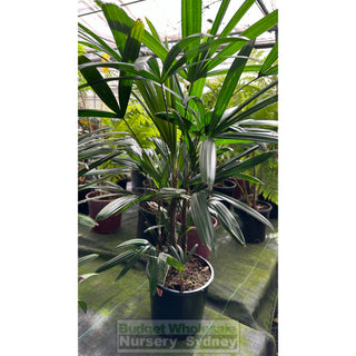 Rhapis Palm Large 300Mm Pot Excelsa Default Type