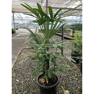 Rhapis Palm Large 300Mm Pot Excelsa Default Type