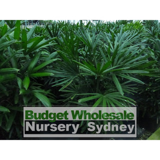 Rhapis Palm Large 300Mm Pot Excelsa Default Type