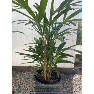 Rhapis Palm Large 300Mm Pot Excelsa Default Type
